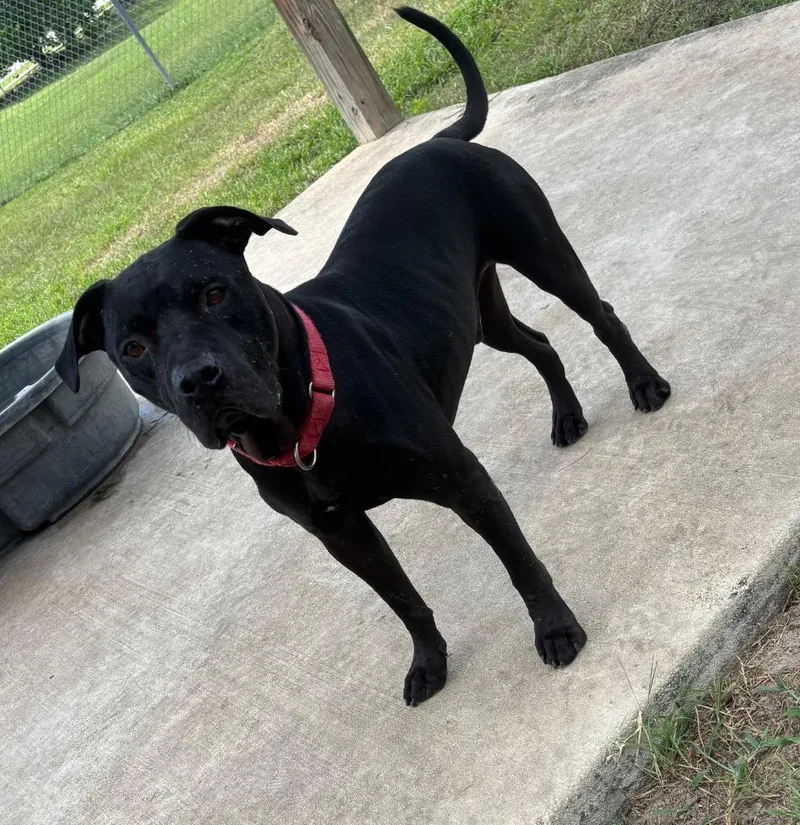 Wile E. Coyote thumbnail 6