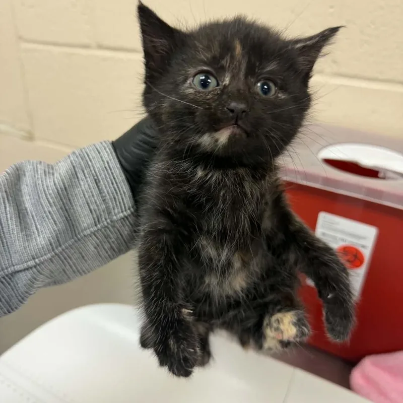 A baby small-sized female Black Domestic Short Hair cat named Citrine for adoption in Reno, NV