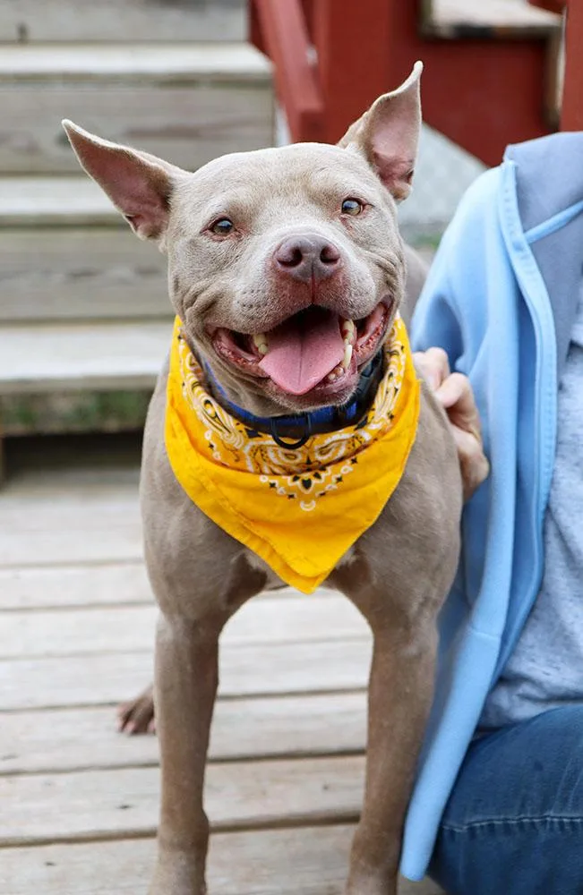 An adult medium-sized male White / Cream American Bulldog dog named Shaggy for adoption in Kansas City, KS