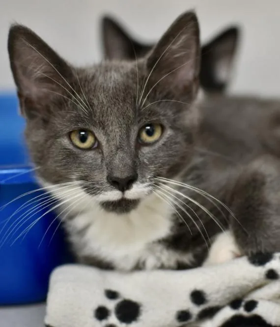 A young medium-sized male Gray / Blue / Silver Domestic Short Hair cat named Wasabi for adoption in Marietta, GA