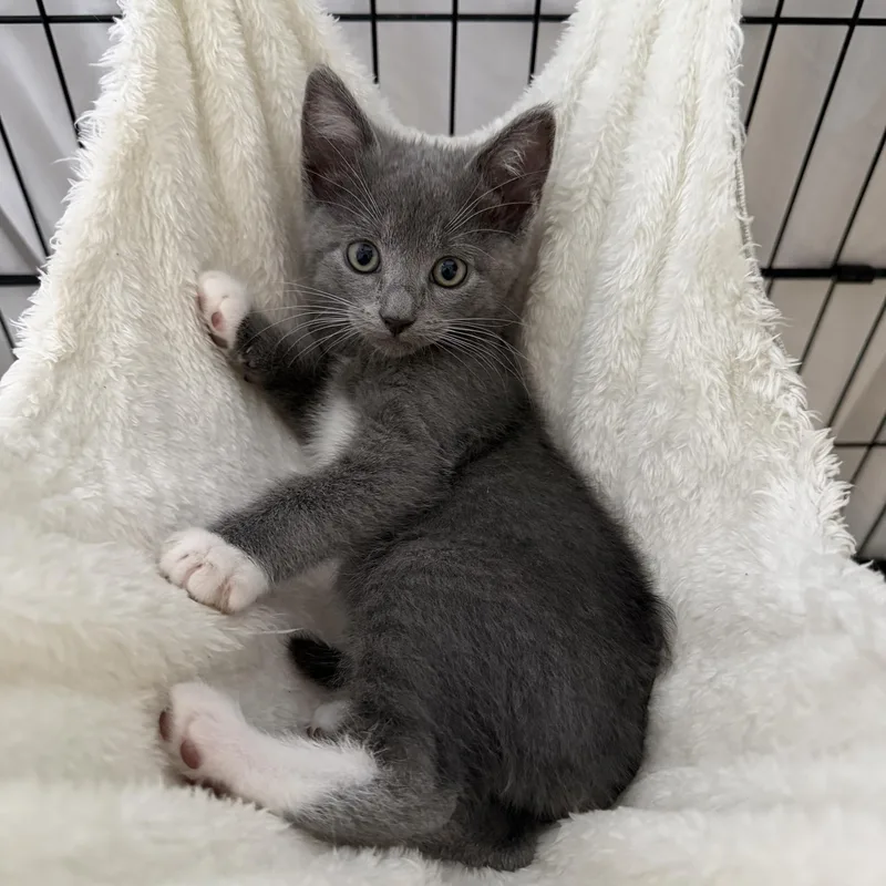 A baby medium-sized female Gray & White Domestic Short Hair cat named Zelda for adoption in Gardena, CA