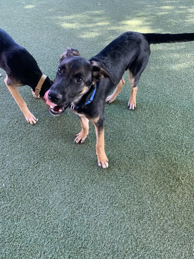 A baby large-sized male Black German Shepherd Dog dog named Lars for adoption in Grass Valley, CA