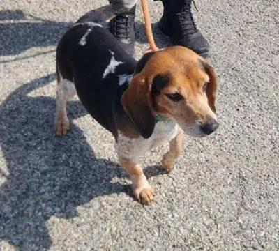 An adult medium-sized male Tricolor (Brown, Black, & White) Beagle dog named Stew for adoption in Honeoye Falls, NY