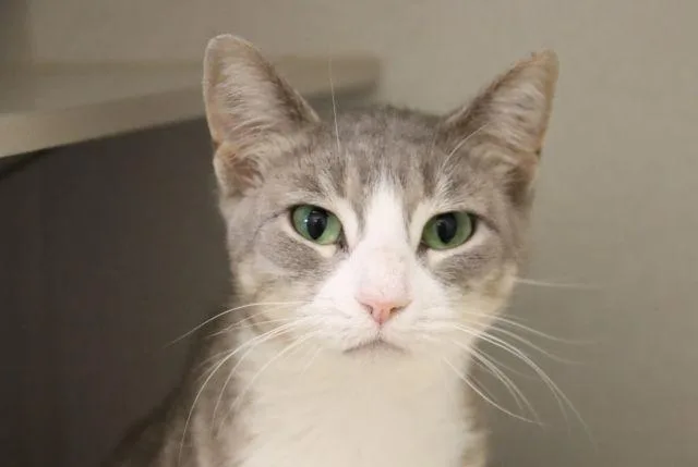 An adult small-sized female Domestic Short Hair cat named Maya for adoption in Tucson, AZ