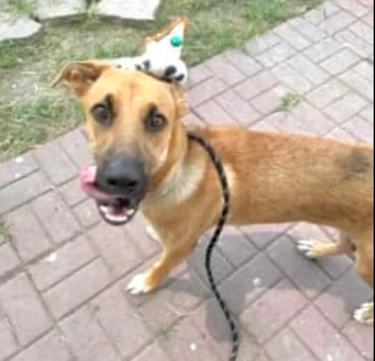 A young medium-sized male Shepherd dog named Botas for adoption in Longview, TX