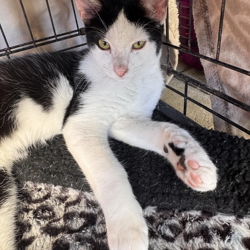 A young small-sized male Domestic Short Hair cat named Cody for adoption in Stockton, CA