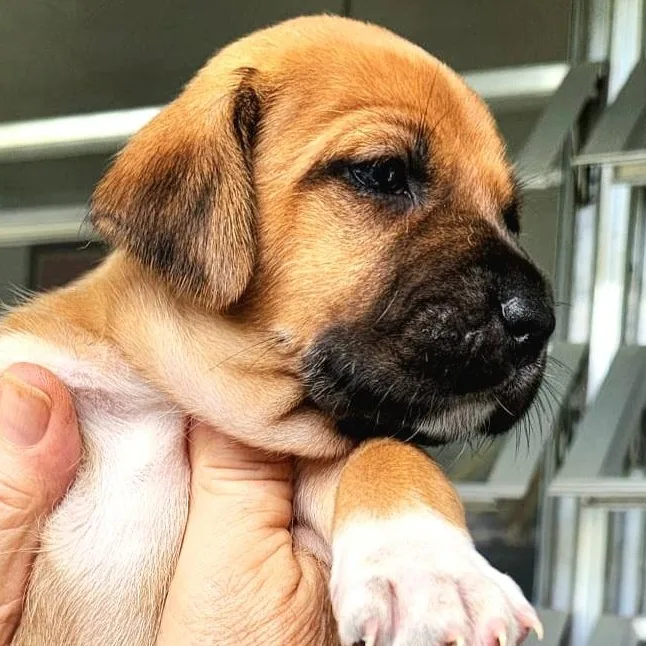 Buttercup "so Cute Litter