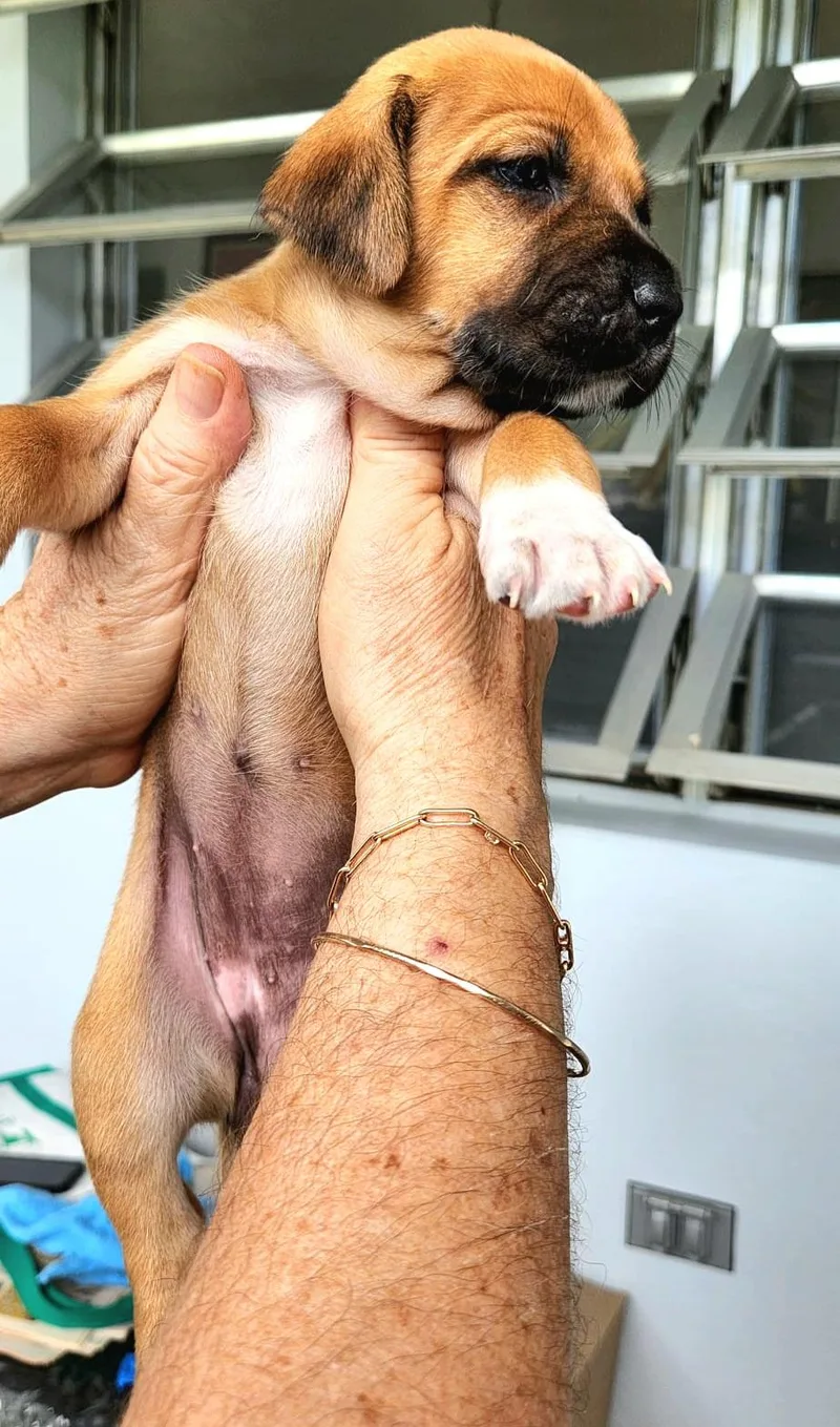 Buttercup "so Cute Litter thumbnail 2