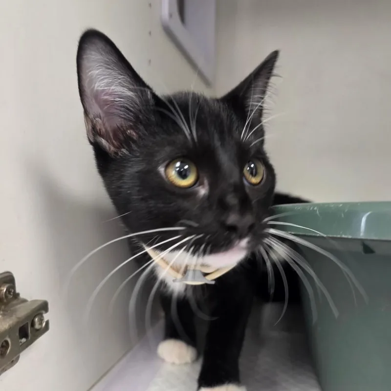 A baby small-sized female Black Domestic Short Hair cat named Stacy for adoption in Duncan, OK