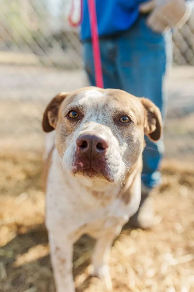 An adult large-sized male Mixed Breed dog named Rocky for adoption in Lawrenceburg, TN