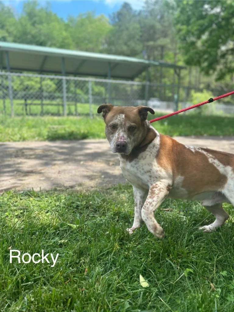 Rocky thumbnail 4