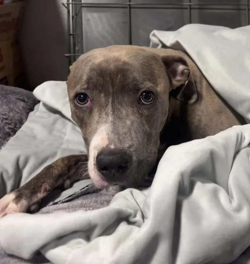 A young medium-sized male Tricolor (Brown, Black, & White) Pit Bull Terrier dog named Siegfried for adoption in Naperville, IL