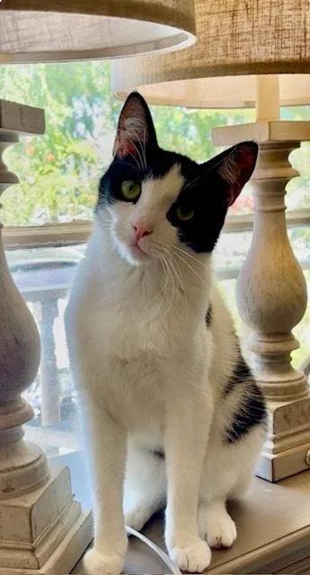 An adult medium-sized male Black & White / Tuxedo Domestic Short Hair cat named Jet for adoption in Gardena, CA