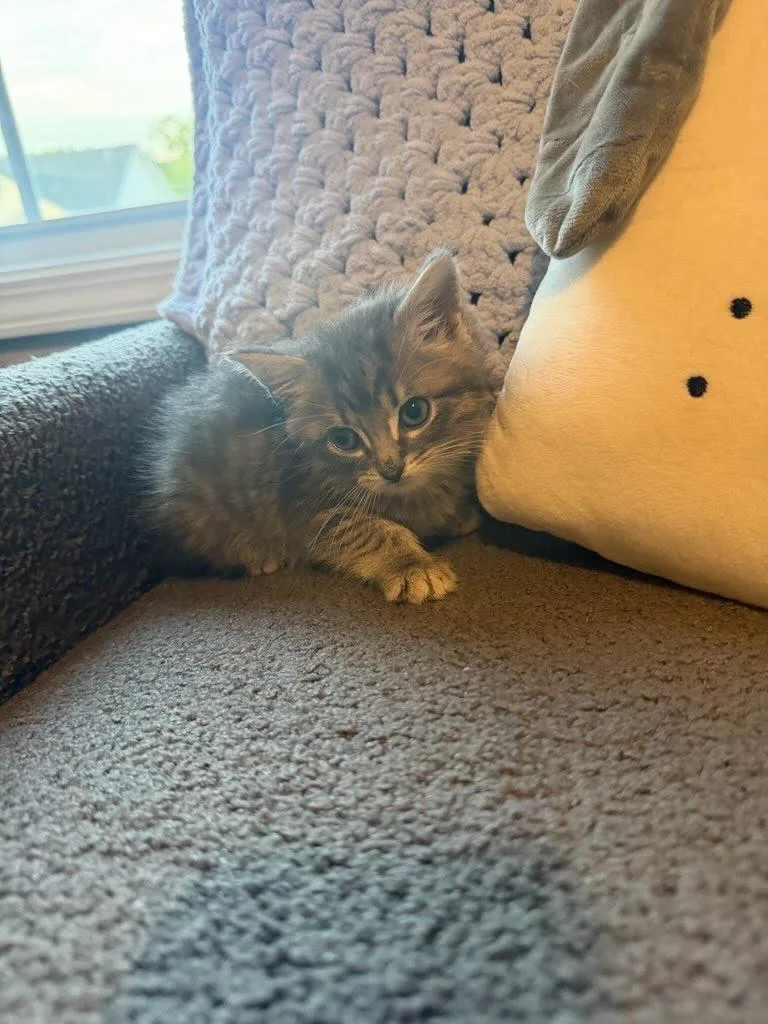 A baby small-sized male Domestic Short Hair cat named Papaya for adoption in Knoxville, TN
