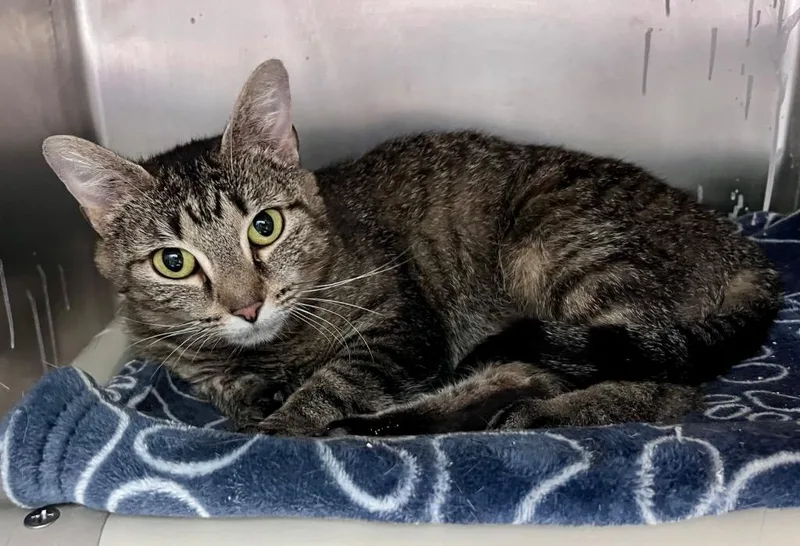 A young medium-sized female Domestic Short Hair cat named Sugar Cream Pie for adoption in Cincinnati, OH