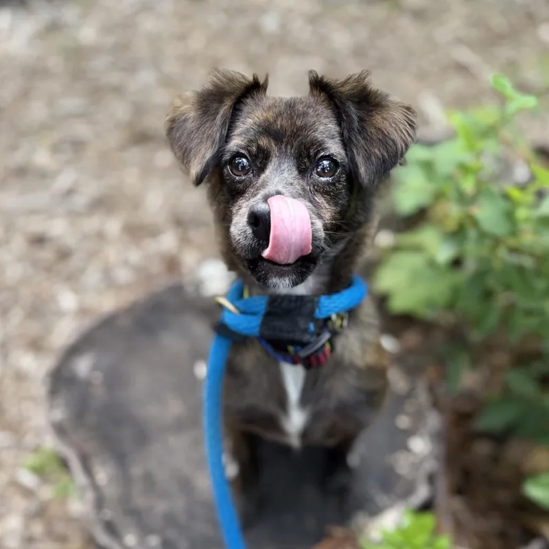 A young small-sized male Brindle Mixed Breed dog named Wayne for adoption in Rockville, MD