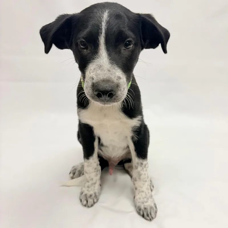 A baby small-sized male Black Australian Cattle Dog / Blue Heeler dog named Amarillo for adoption in Parker, CO