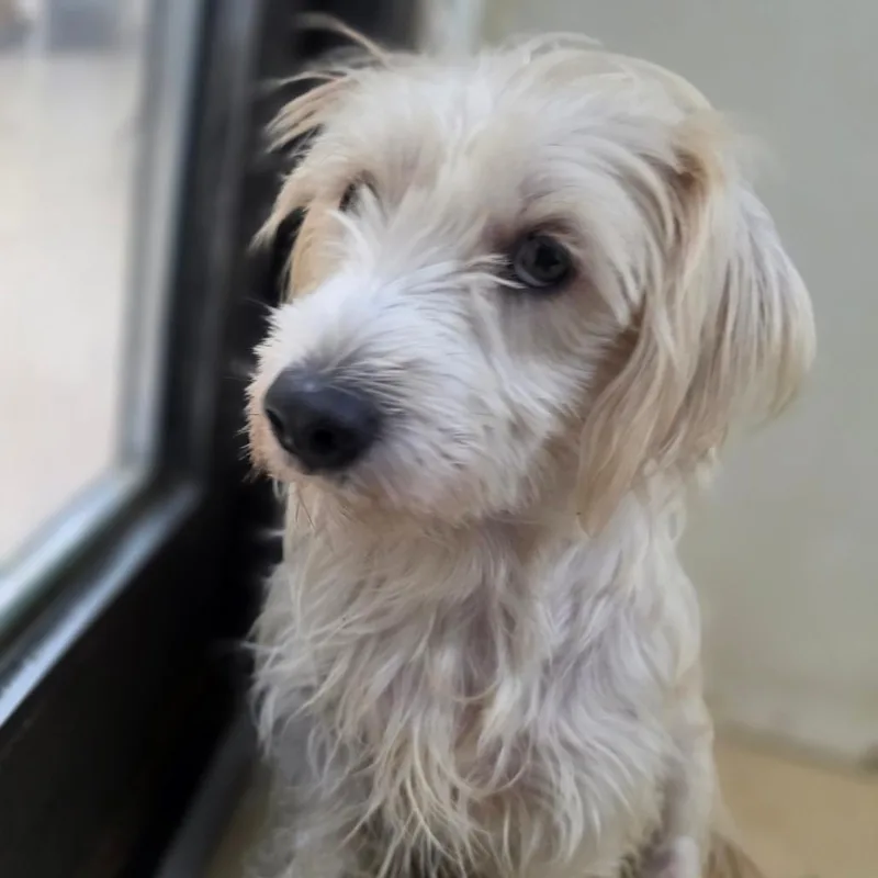An adult small-sized male Maltese dog named Banshee Chino Hills for adoption in Chino Hills, CA