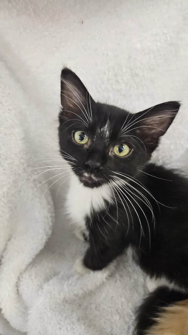 A baby medium-sized male Black & White / Tuxedo Domestic Short Hair cat named Romeo for adoption in Antioch, CA