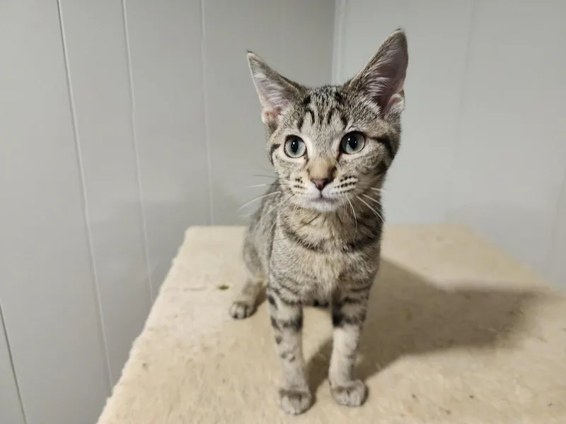 A baby medium-sized female Gray / Blue / Silver Domestic Short Hair cat named Gorgeous for adoption in Wheaton, IL