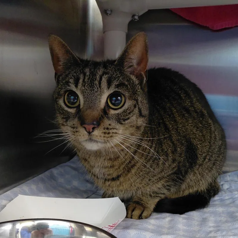 An adult medium-sized male Black Domestic Short Hair cat named Mars for adoption in Philadelphia, PA