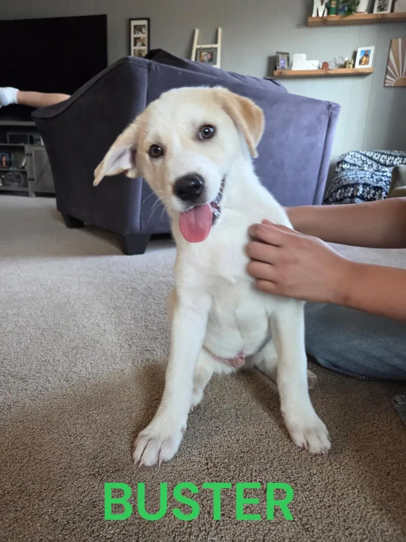 A baby large-sized male Great Pyrenees dog named Buster for adoption in Mesa, AZ