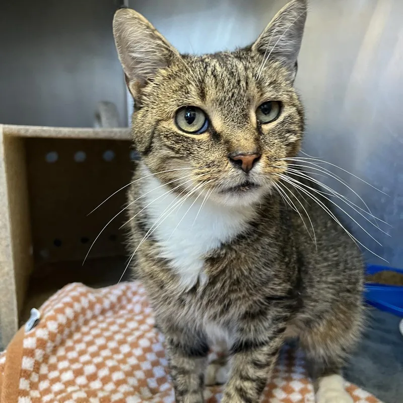 An adult medium-sized male Gray / Blue / Silver Domestic Short Hair cat named Tabasco Pepper for adoption in Philadelphia, PA
