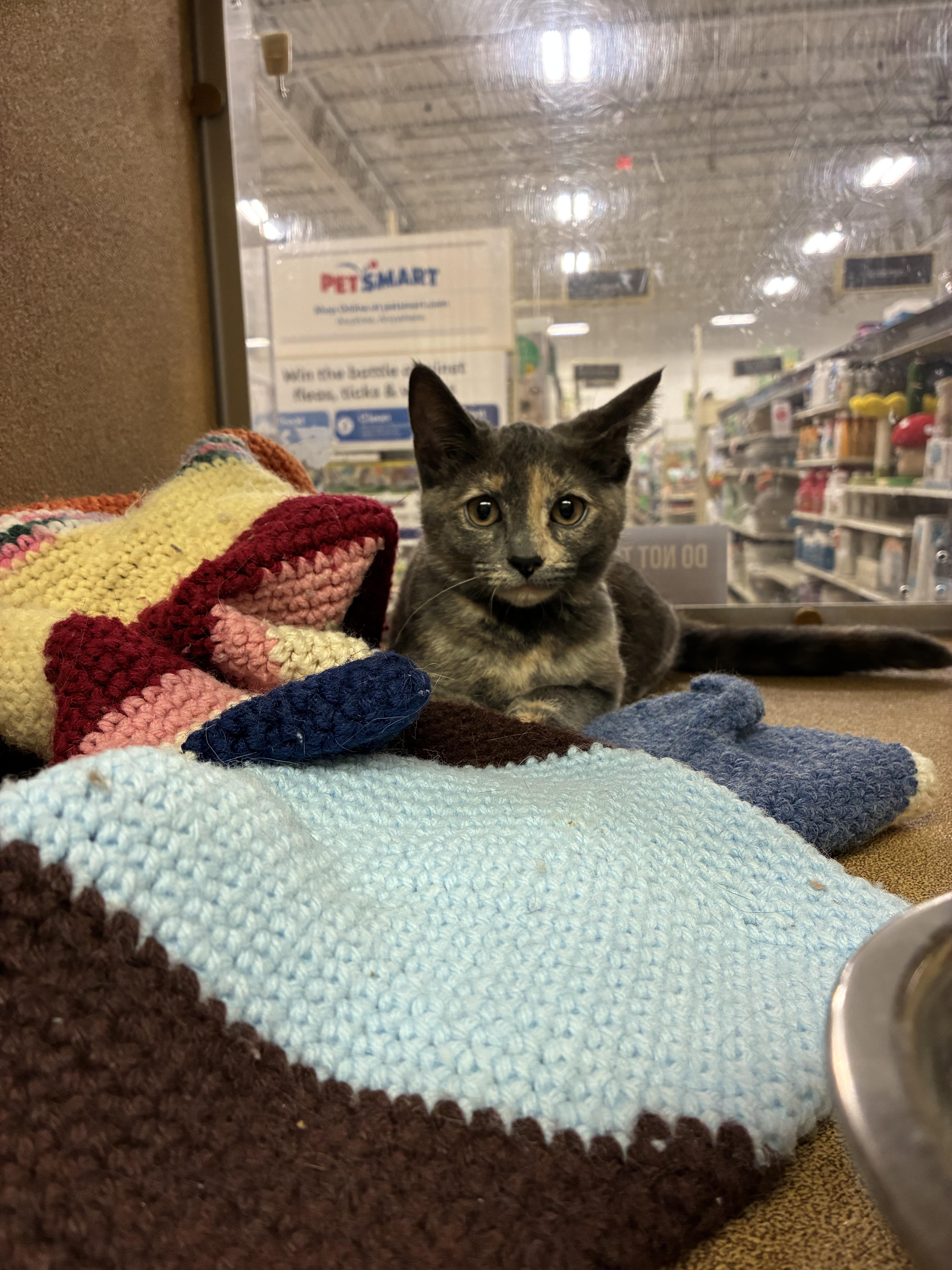 A baby small-sized female Domestic Short Hair cat named Petunia  At Petsmart for adoption in Kalamazoo, MI