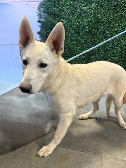 A young large-sized female White / Cream Husky dog named 61119808 for adoption in El Paso, TX