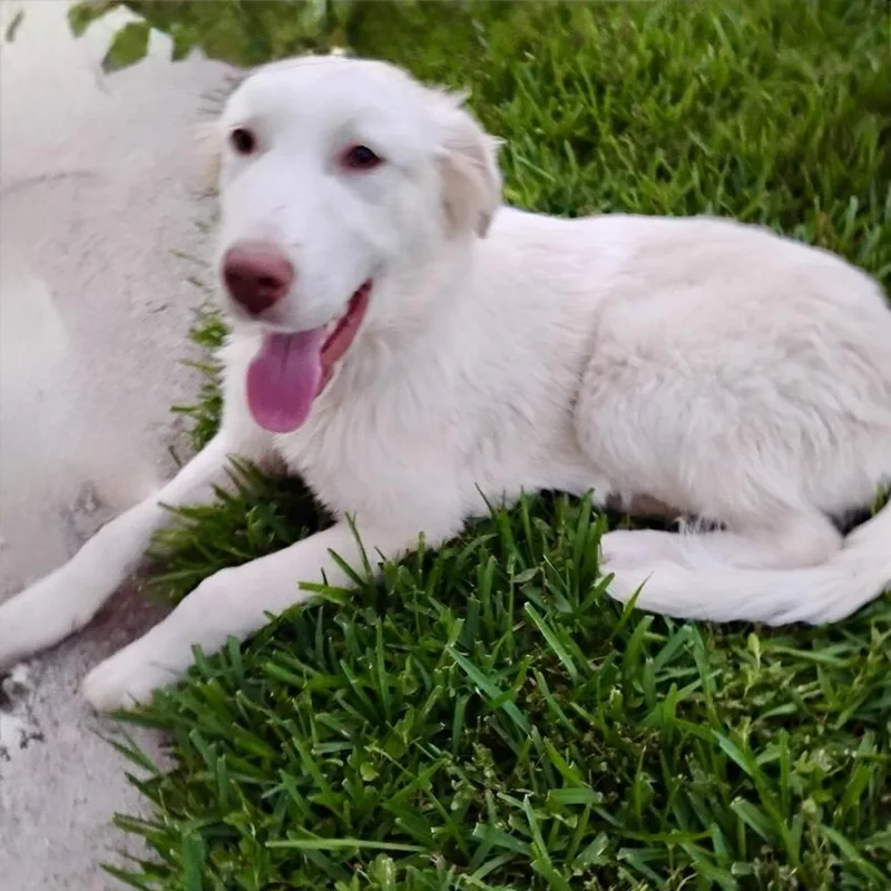 A baby medium-sized female White / Cream Great Pyrenees dog named Posey for adoption in Houston, TX