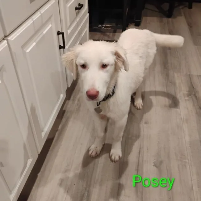 Posey thumbnail 3