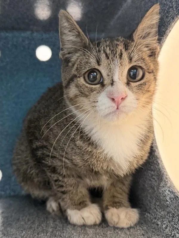 A baby small-sized male Domestic Short Hair cat named Maroon for adoption in Ridgewood, NY