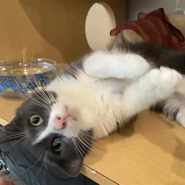 Cornbread thumbnail 2