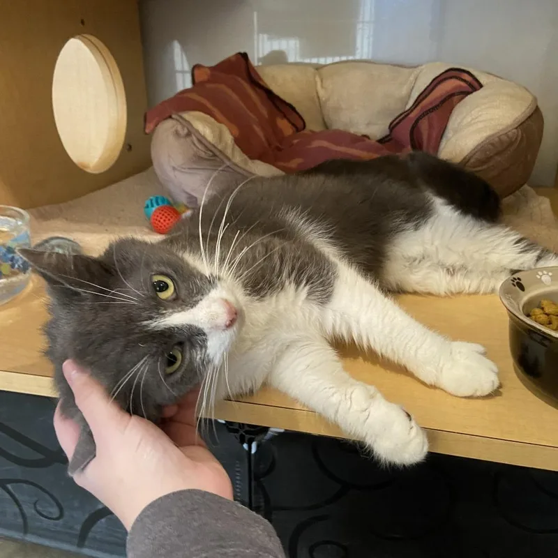 Cornbread thumbnail 3