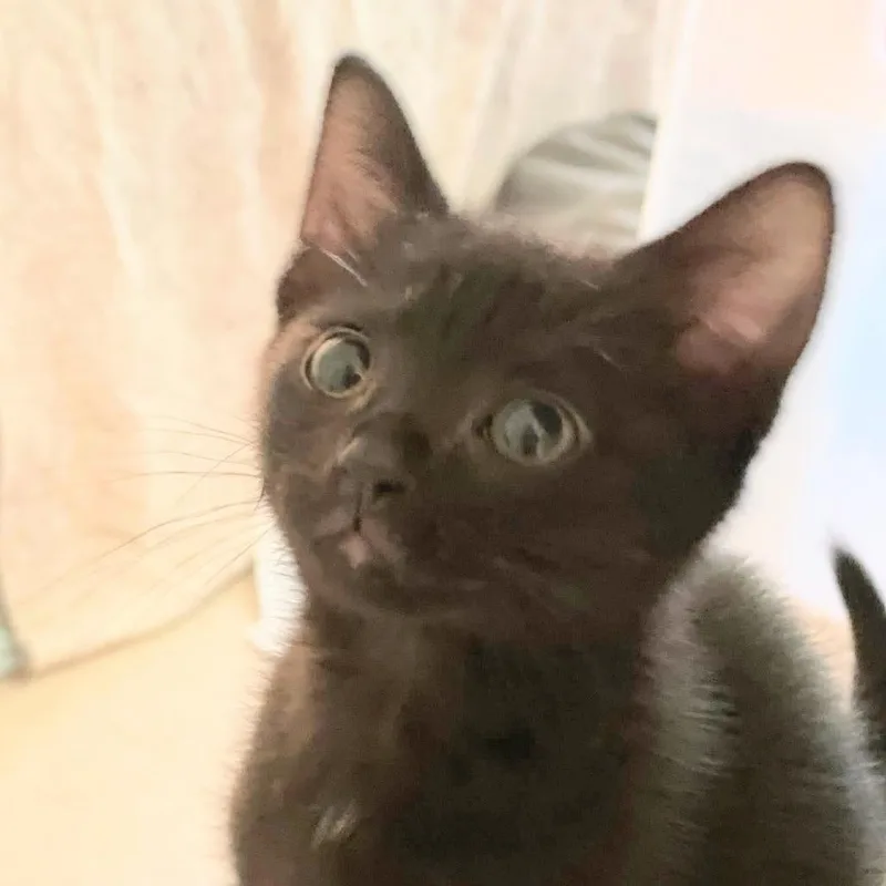 Felicia