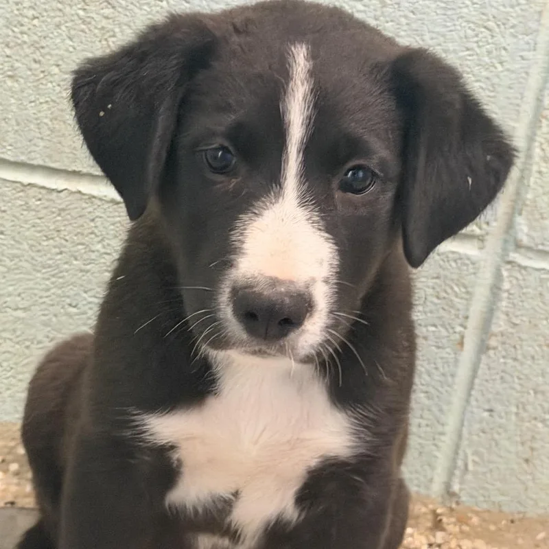 A baby medium-sized male Black German Shepherd Dog dog named Tate for adoption in LOXAHATCHEE, FL