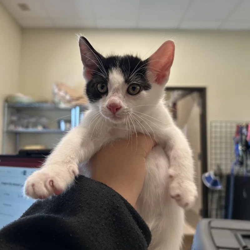 A baby small-sized male White Domestic Short Hair cat named Charles for adoption in League City, TX