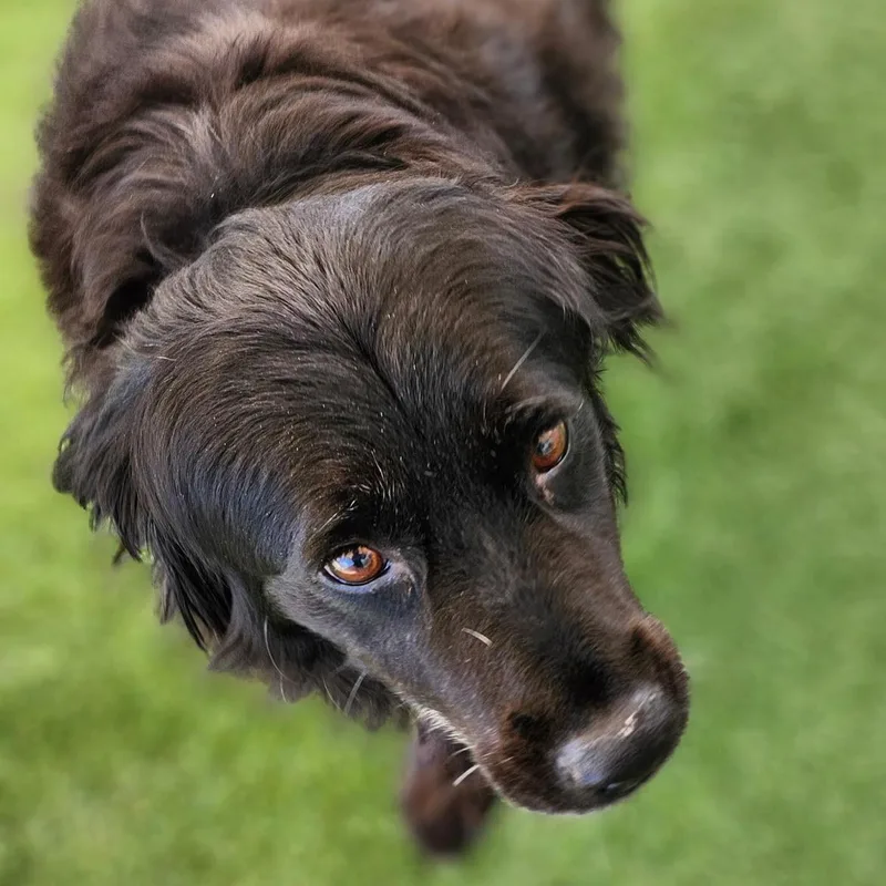 An adult large-sized female Flat-Coated Retriever dog named Mama Bear for adoption in Hopkinsville, KY