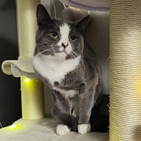 A young small-sized male Domestic Short Hair cat named Mojo for adoption in Clinton Township, MI