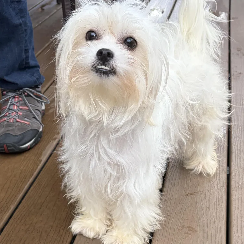 A young small-sized female White / Cream Maltese dog named Evaher Turn To Be for adoption in Houston, TX