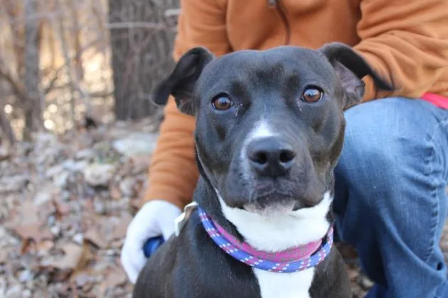 A young medium-sized female Labrador Retriever dog named Clover for adoption in East Brookfield, MA