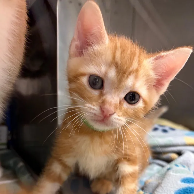 A baby small-sized male Orange / Red Domestic Short Hair cat named Wander for adoption in Austin, TX