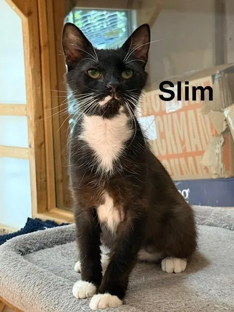 Slim thumbnail 2