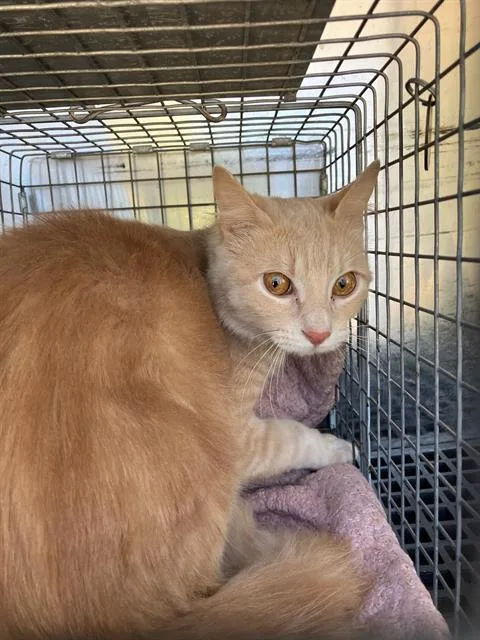 A young small-sized male Domestic Short Hair cat named Chi Chi Gato Amarillo for adoption in Dallas, TX
