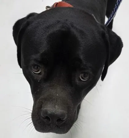 An adult extra large-sized male Mixed Breed dog named Bagheera for adoption in Savannah, GA