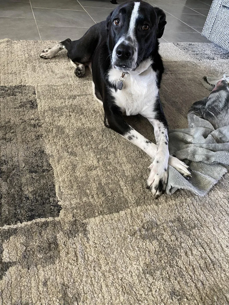 An adult large-sized male Labrador Retriever dog named Neptune for adoption in Rosenberg, TX