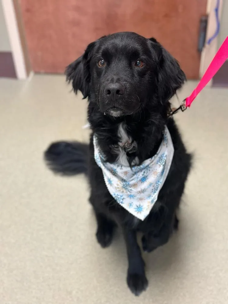 An adult medium-sized male Black Flat-Coated Retriever dog named Abe for adoption in Elkhart , IN