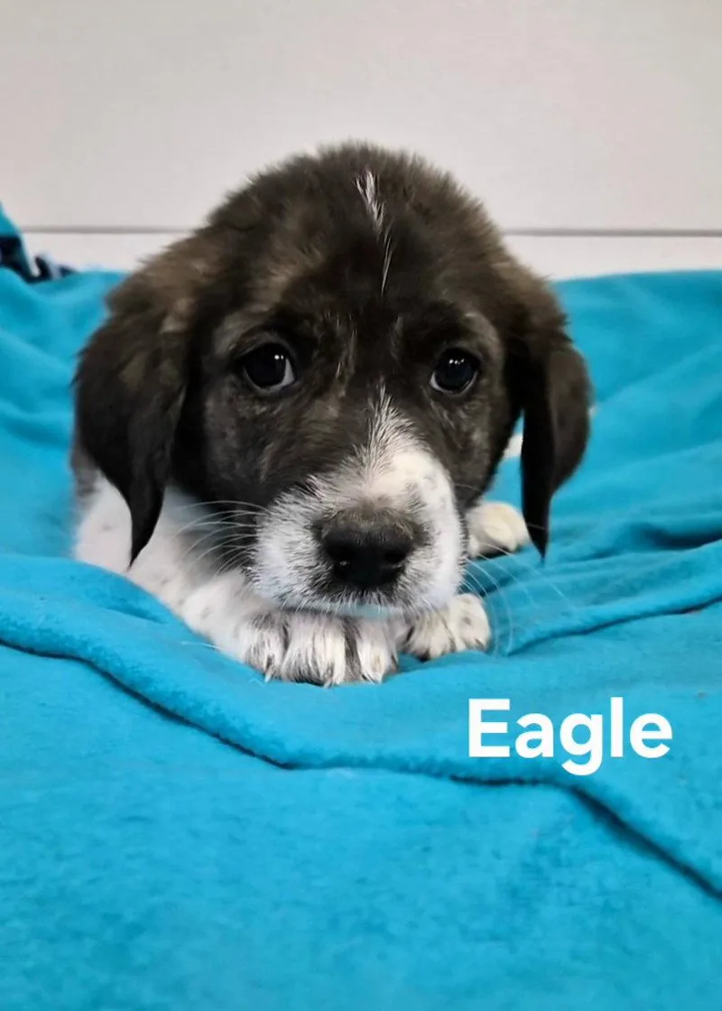 A baby medium-sized male Great Pyrenees dog named Eagle for adoption in Hillside, IL