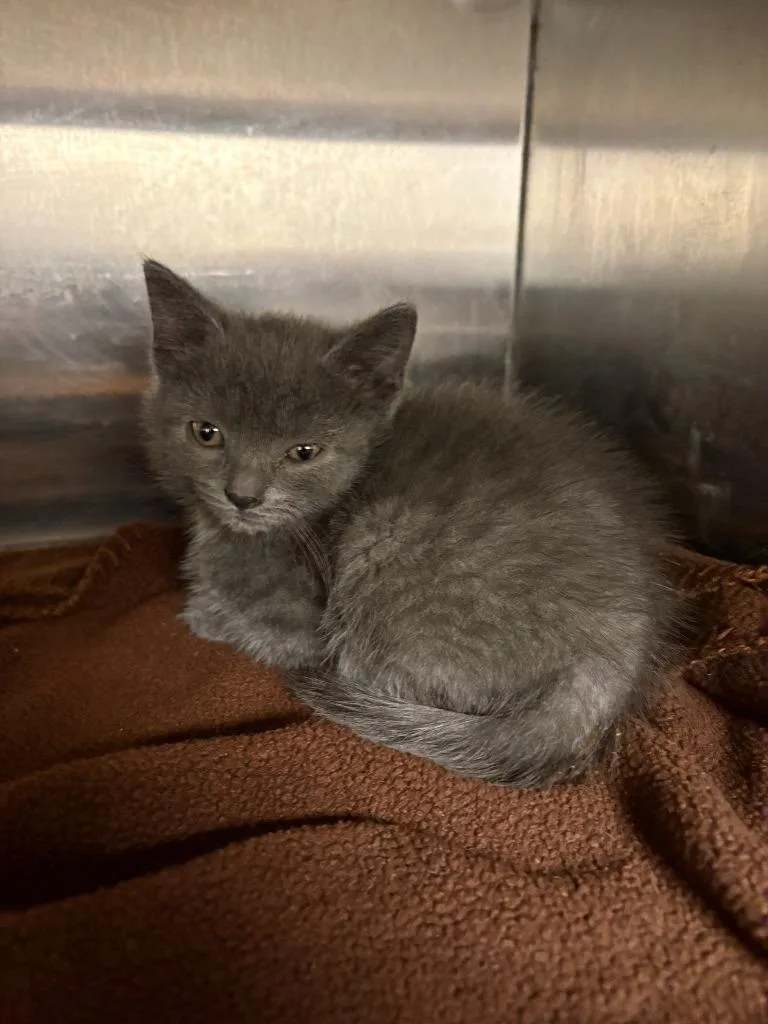 A baby small-sized female Domestic Short Hair cat named Selkie for adoption in New Kensington, PA