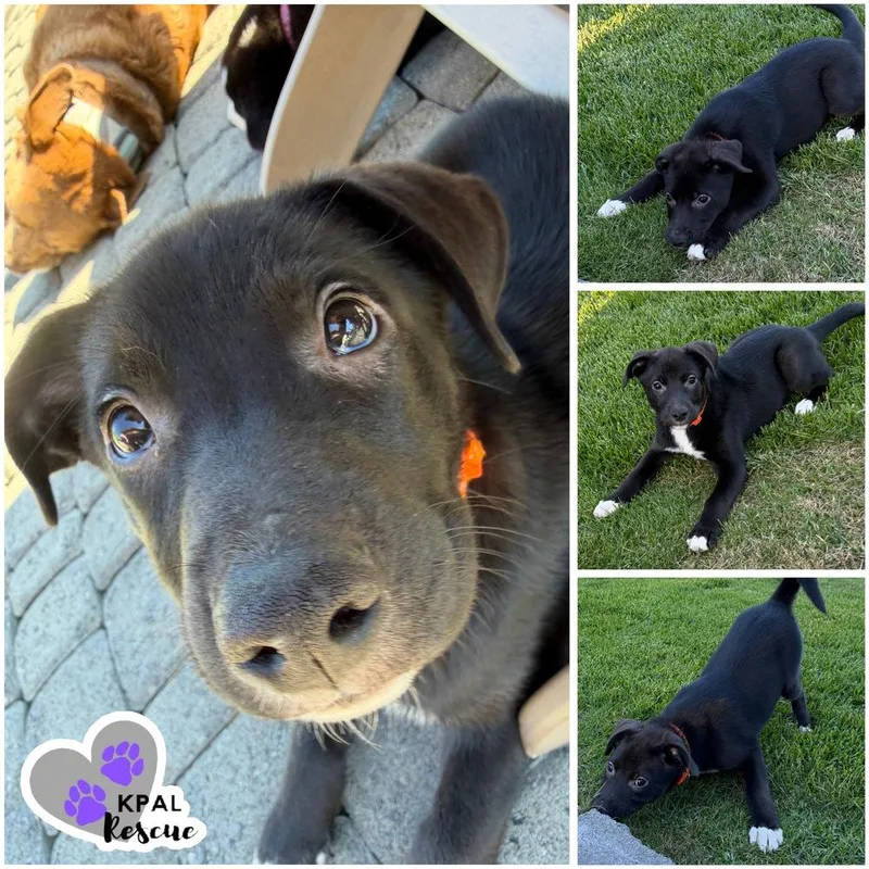 A baby large-sized female Tricolor (Brown, Black, & White) Mixed Breed dog named Acorn Nuts Litter for adoption in Kenai, AK